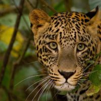 wildlife safari tours in India