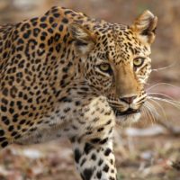 wildlife safaris in India