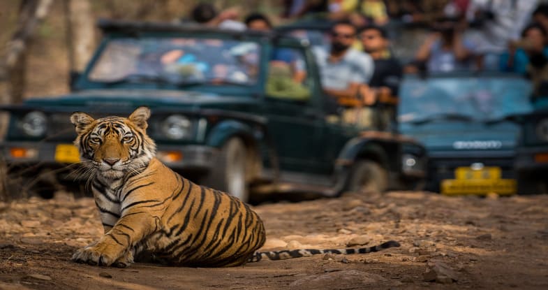 wildlife safari karnataka