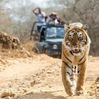 Wildlife Safari Tours in Karnataka
