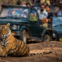 India Safari Tour