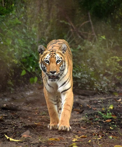 Kanha & Bandhavgarh, Madhya Pradesh