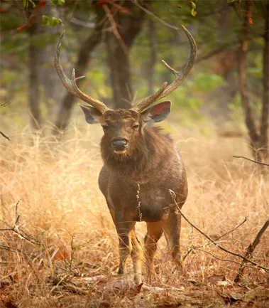 West Bengal Tour Packages