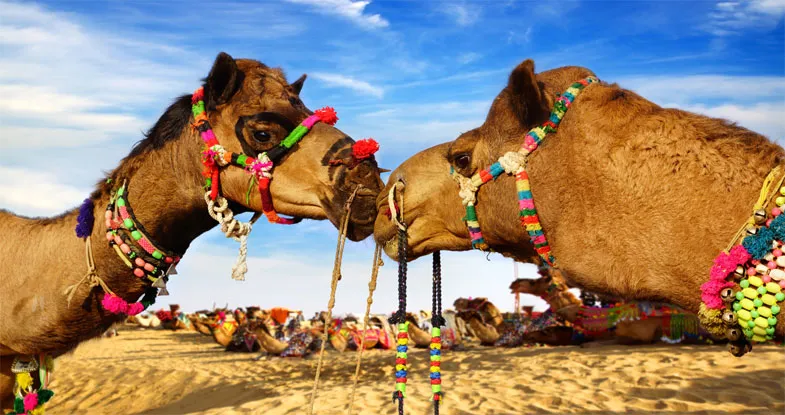 Camels in Pushkar, Rajasthan Image