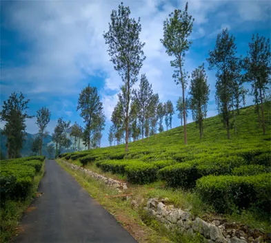 Hilly escapades of South India