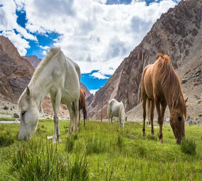 Adventurous tour to Ladakh