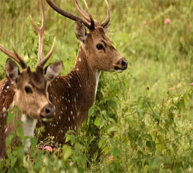 Wildlife Safari in Karnataka