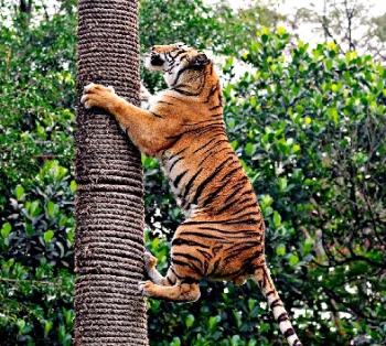 Golden Triangle with Wildlife Tour