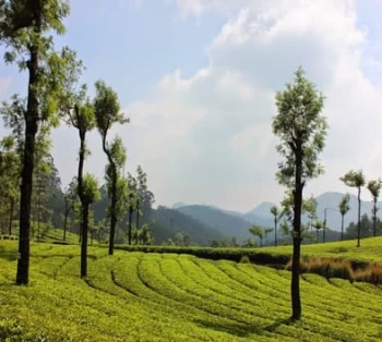 Blissful Munnar Getaway from Madurai