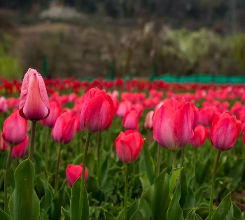 Golden Triangle with Kashmir Wonders