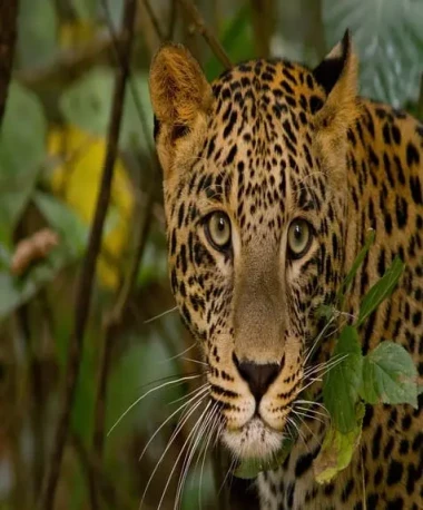 Morning/Evening Jeep Safari at Jhalana Leopard Reserve