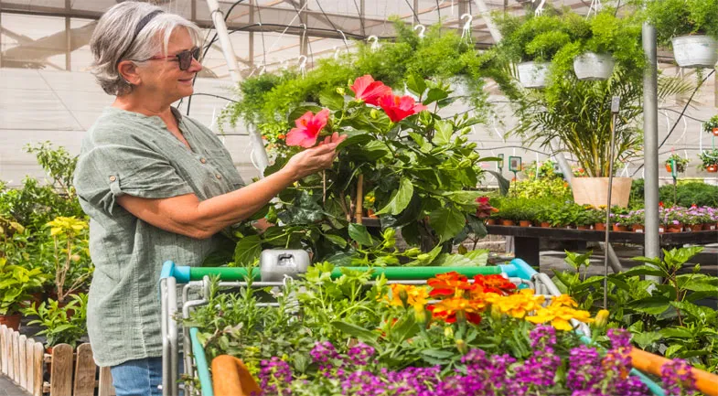 Tea Plantation in Thekkady Image