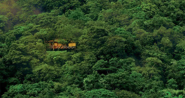 View of Tree House, Kerala Image
