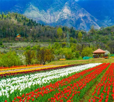 Golden Triangle with Valley of Kashmir