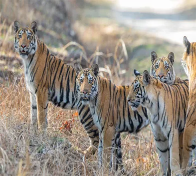 Tiger Safari in Madhya Pradesh