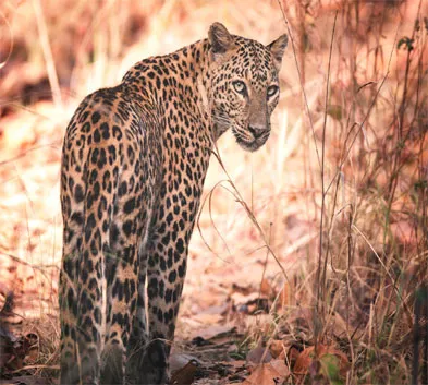 Sunderbans Wilderness Tour