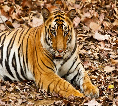 Golden Triangle with Wildlife Tour