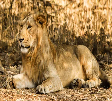 Wildlife Safari Tour in Gujarat