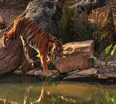 Luxury Wildlife Tour in India