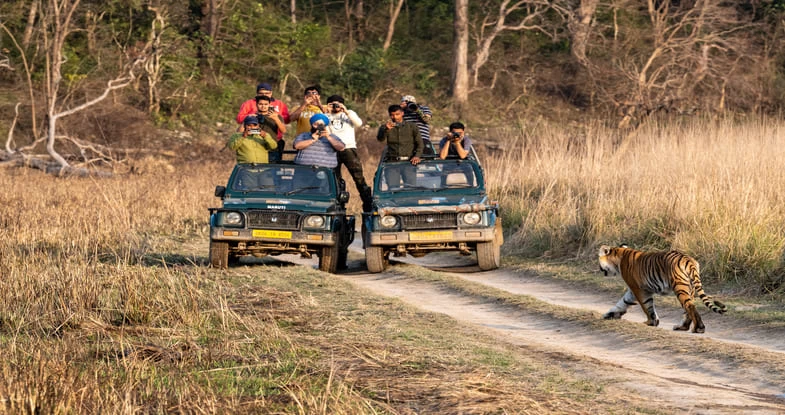 Wildlife Safari, Kanha National Park