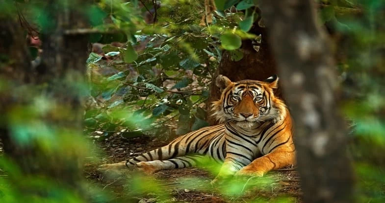 Tiger Hunt, Bandhavgarh Nationak Park