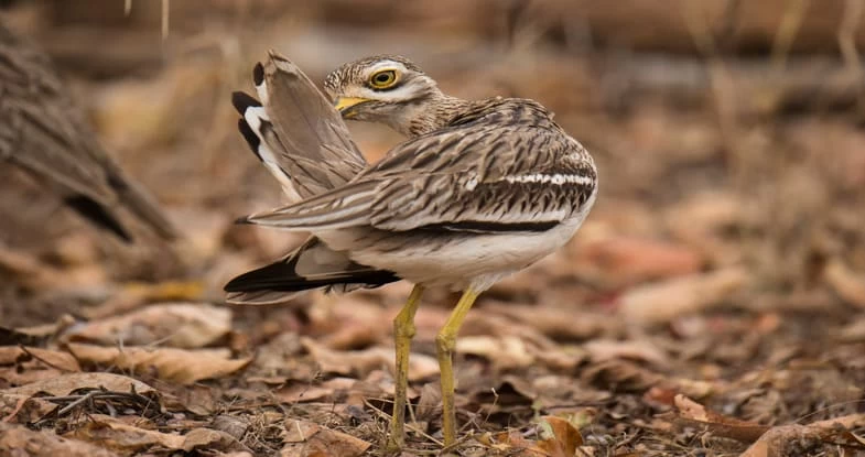 Pench National Park
